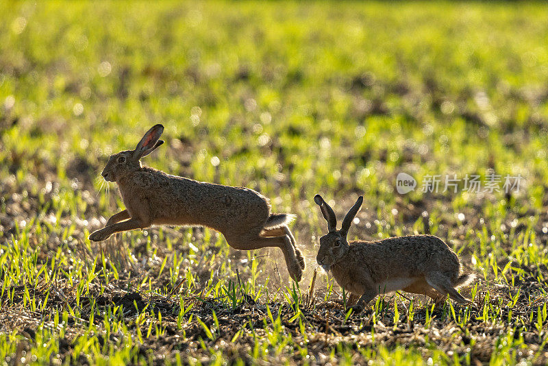 欧洲野兔(学名Lepus europaeus)